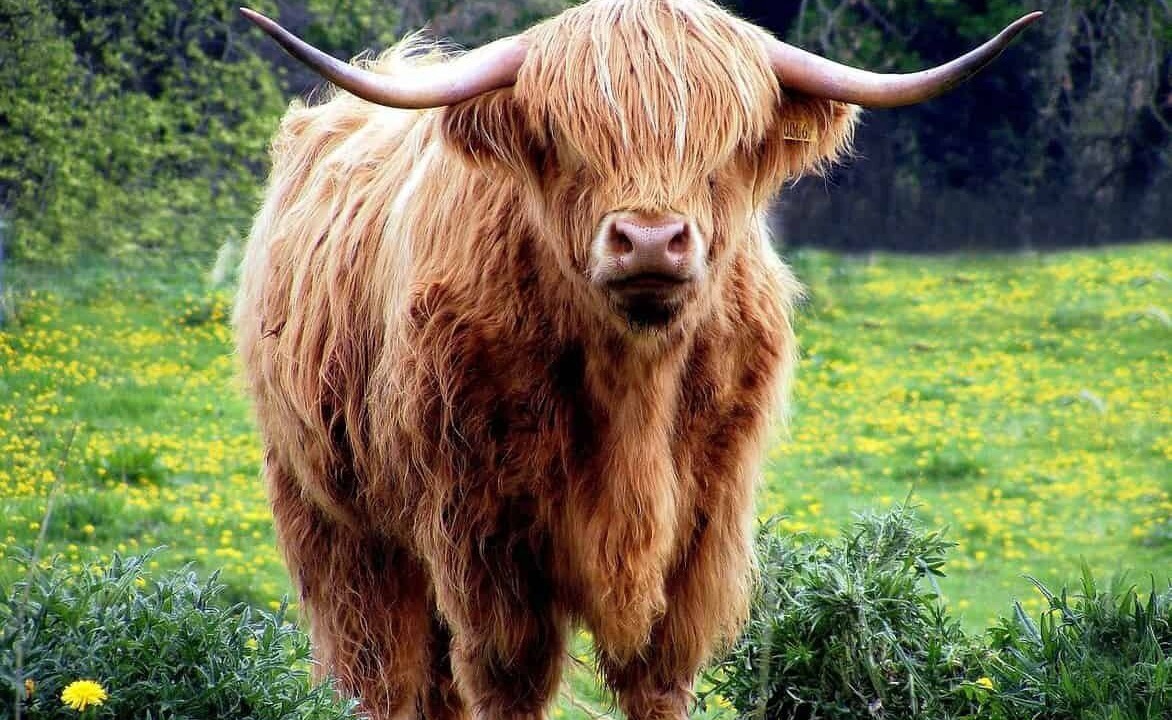 Photo of Outdoor in Auchengray