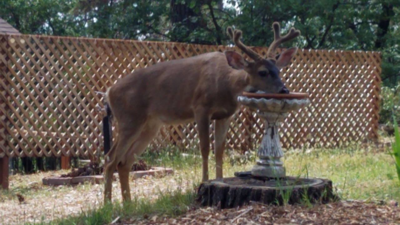 Photo of Others in Colfax
