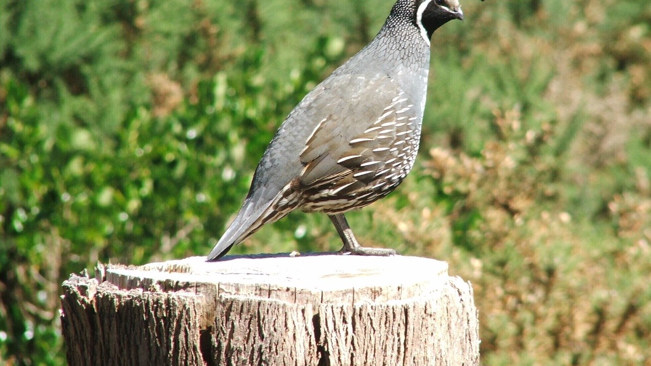 Photo of Outdoor in Riversdale