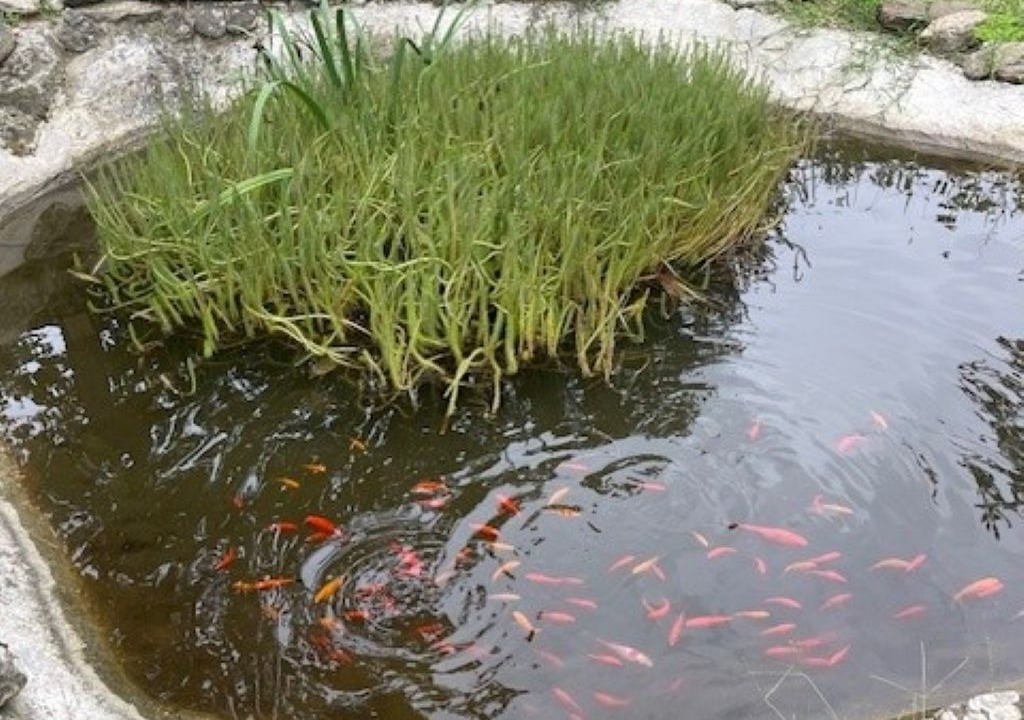 Photo of Outdoor in Laroque-des-Alberes