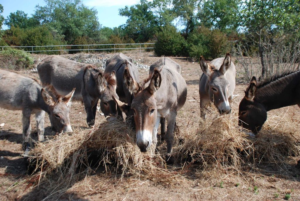 Photo of Others in Salavas