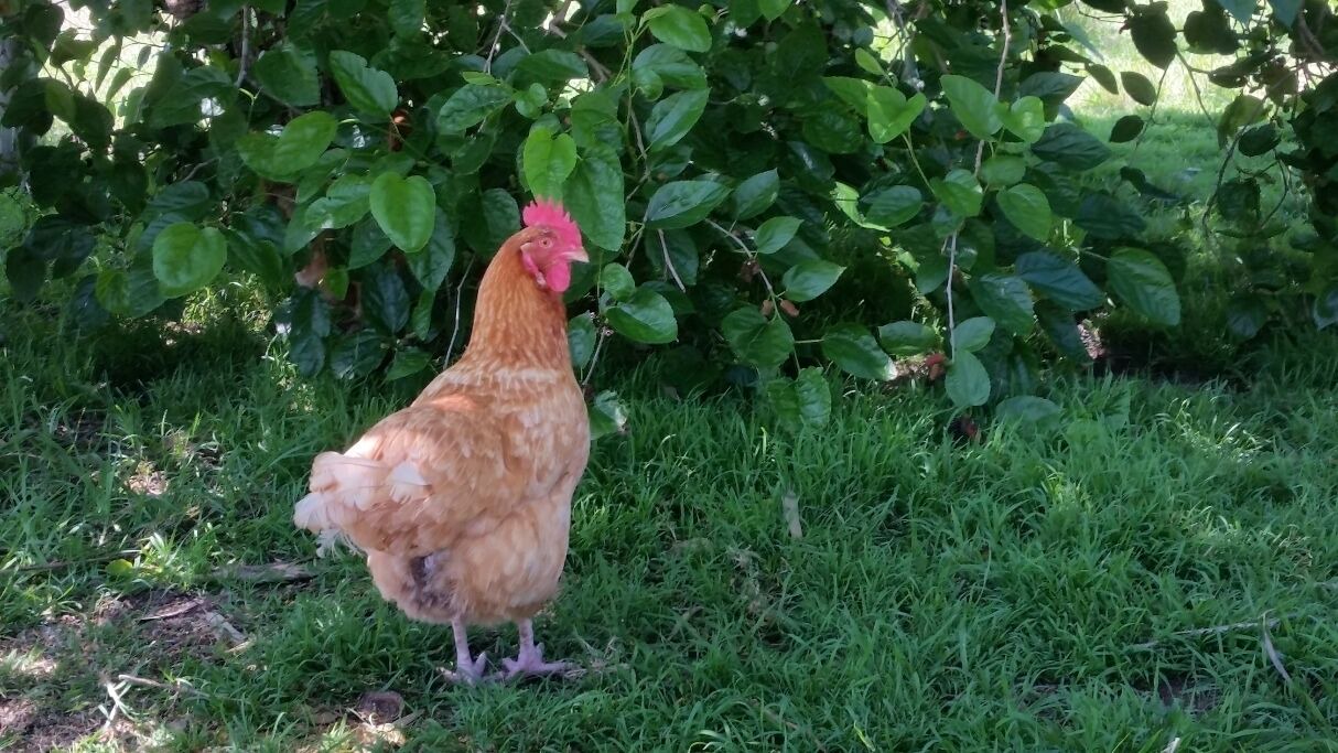 Photo of Outdoor in Mandalong