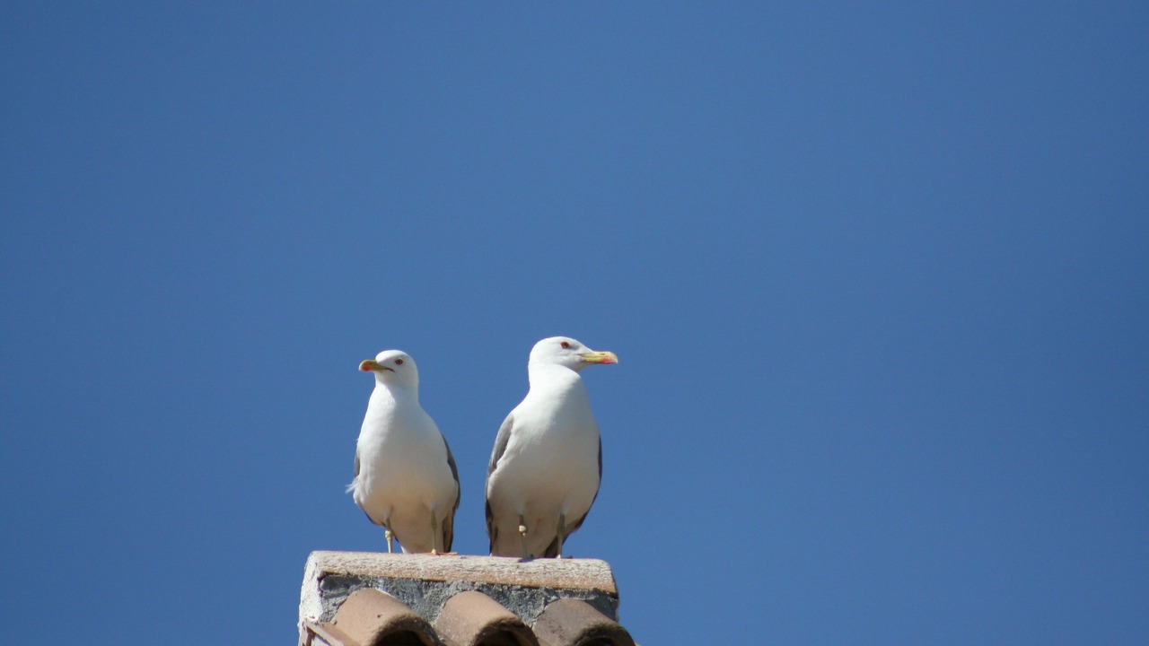 Photo of Others in Cove Makarac (Milna)