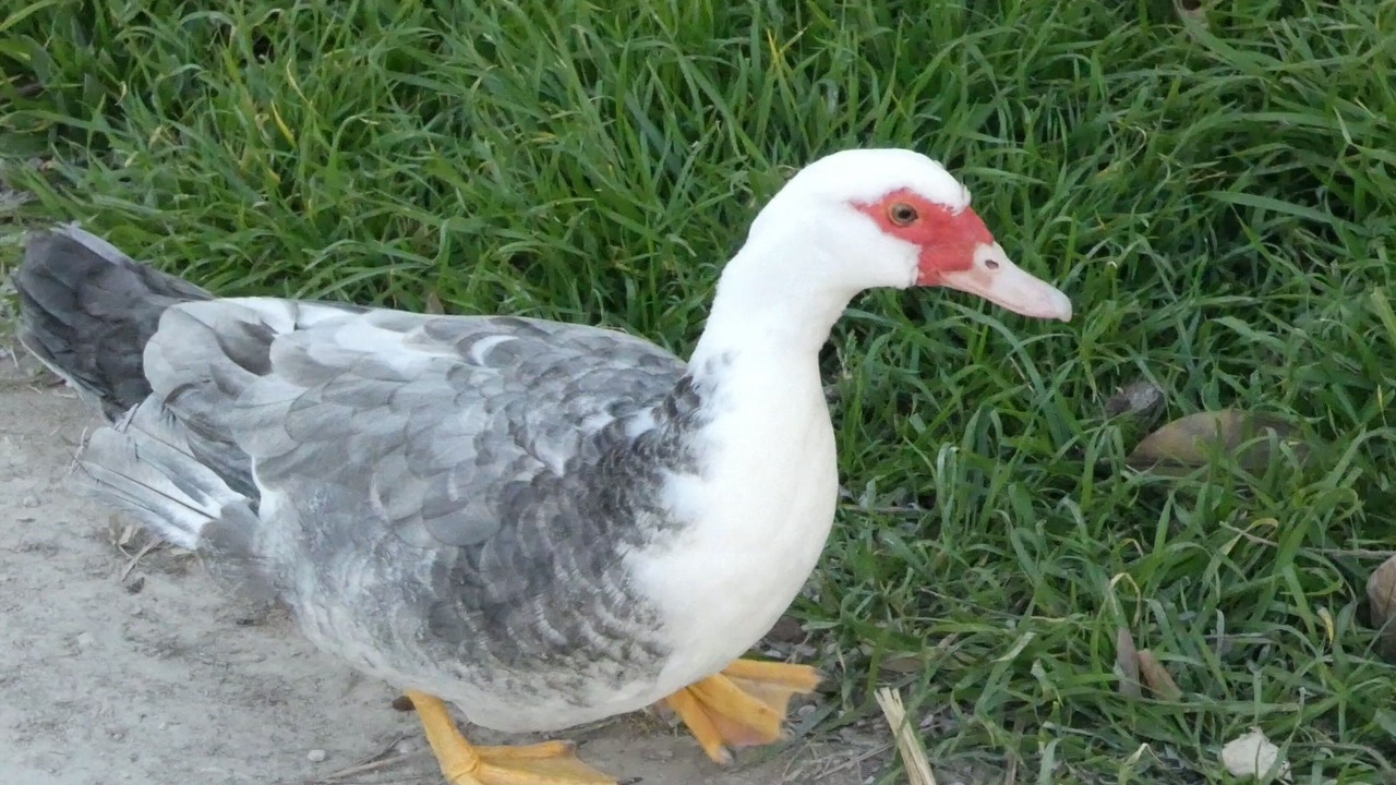 Photo of Others in Alzonne