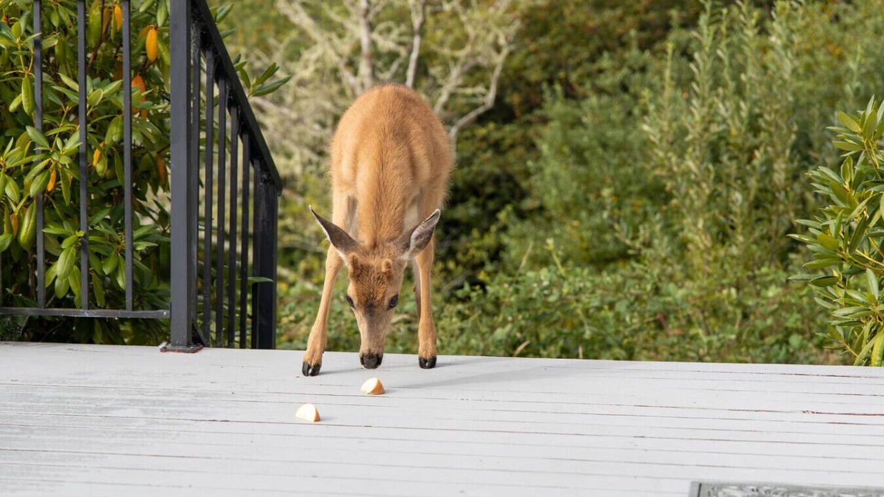 Photo of Others in Lakeside