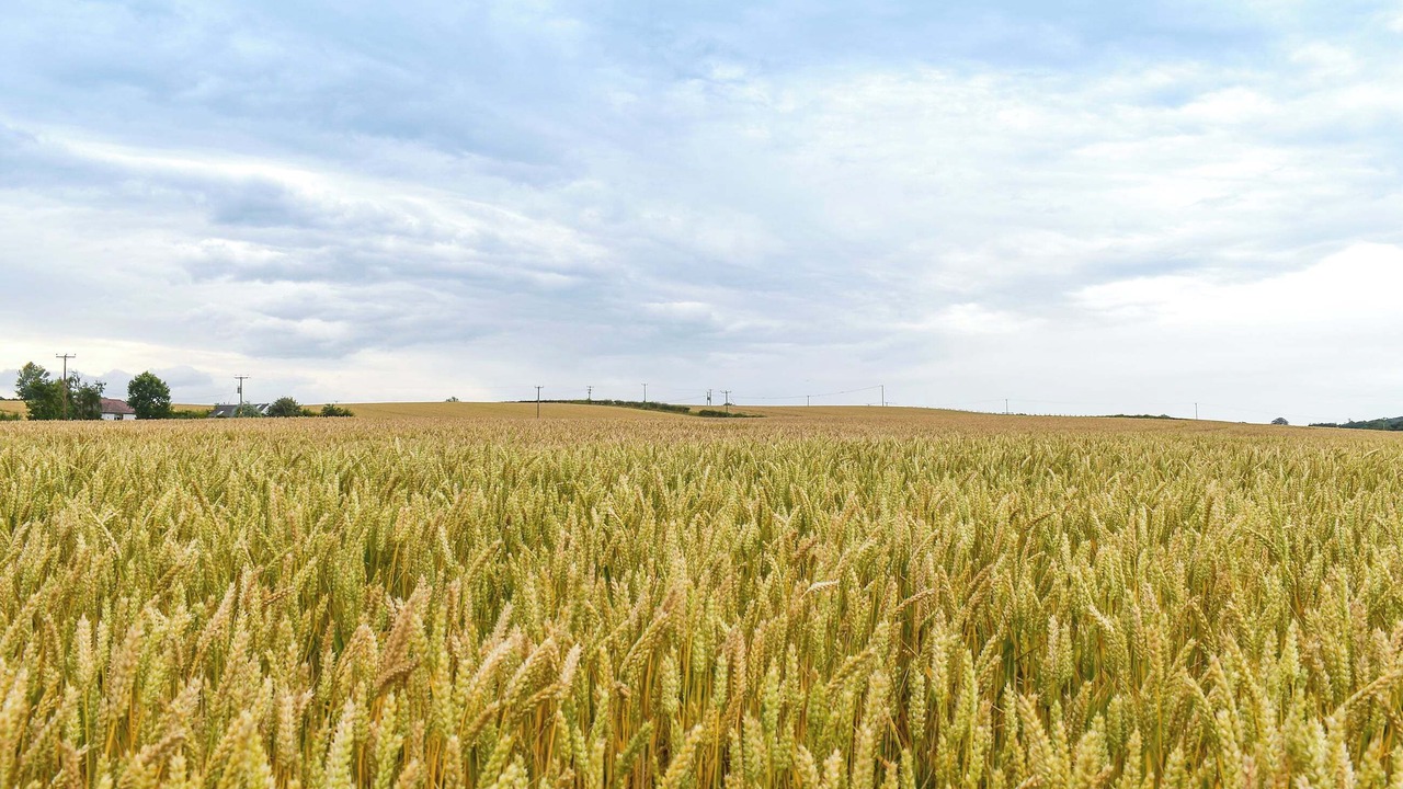 Photo of Others in Linlithgow