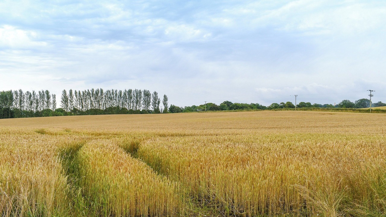Photo of Others in Linlithgow