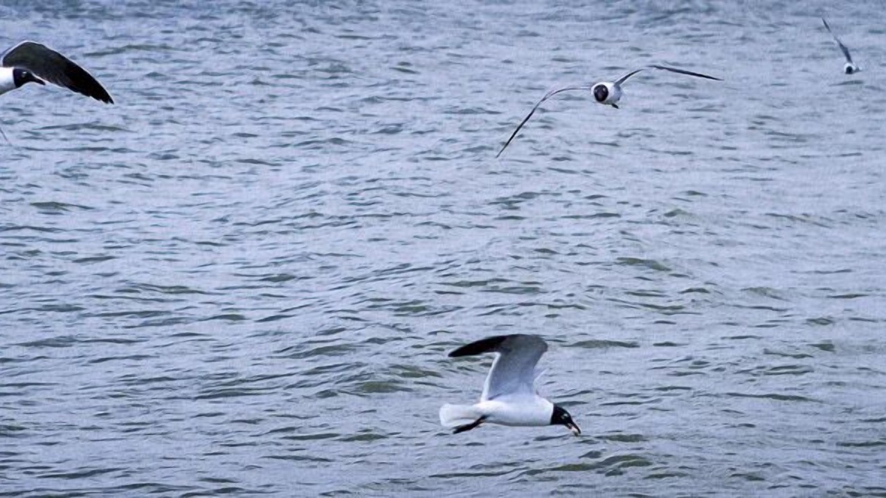 Photo of Others in Bacliff