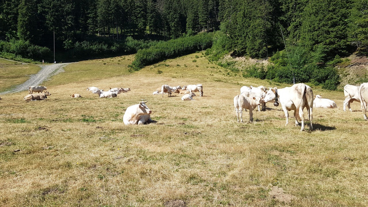 Photo of Others in Prapoutel