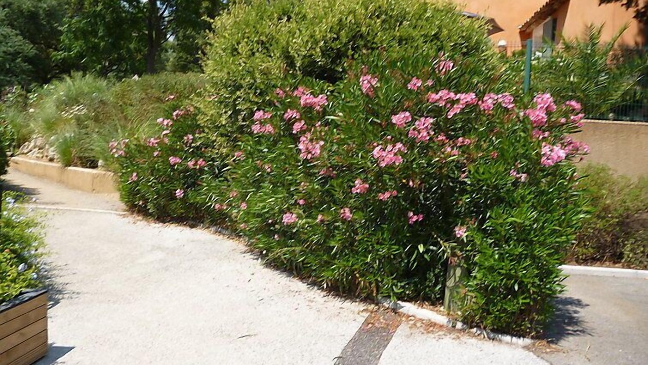 Photo of Outdoor in Les Restanques