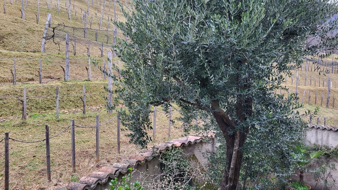 Photo of Others in Manno