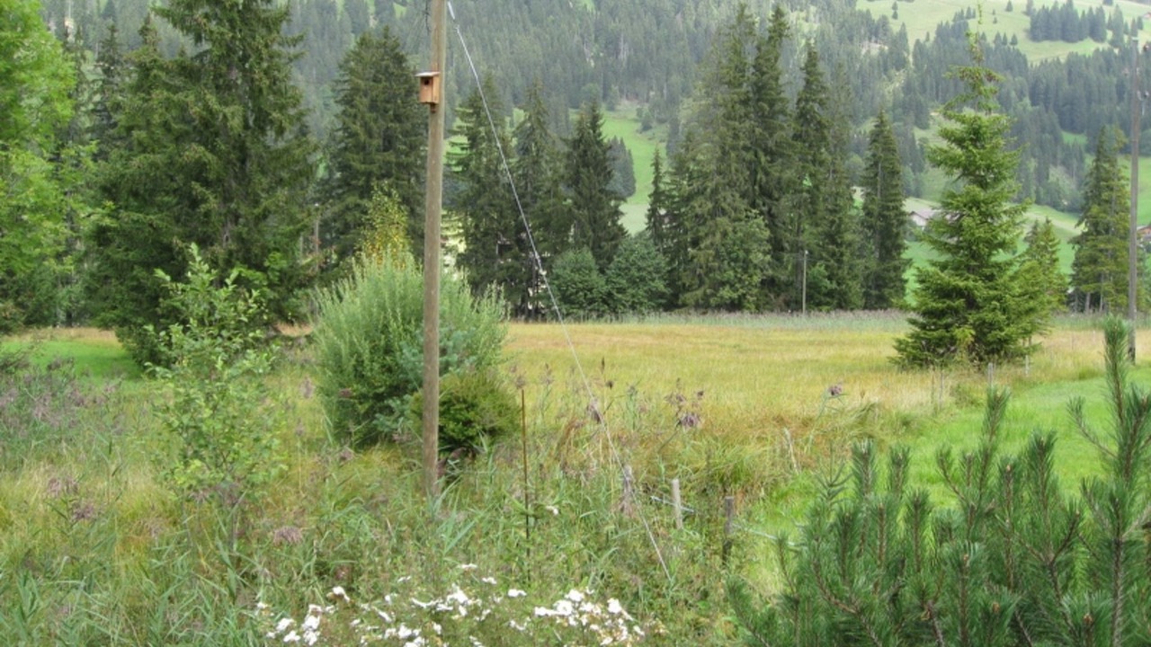 Photo of Others in Gstaad