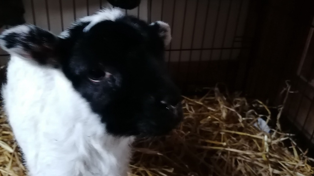 Photo of Others in Salen