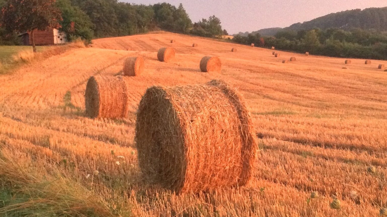 Photo of Others in Tournon-d'Agenais