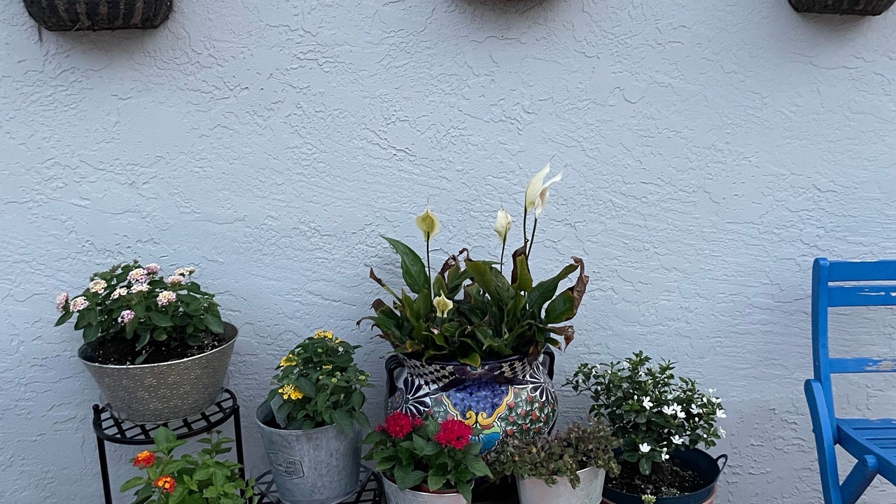 Photo of Patio Balcony in Ludlam