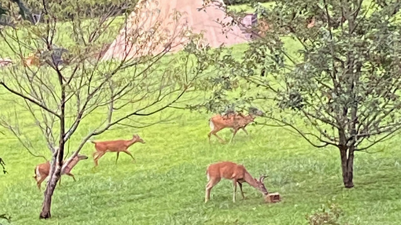 Photo of Others in Cullowhee