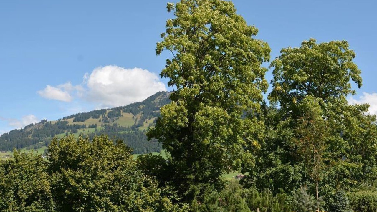 Photo of Others in Saanen