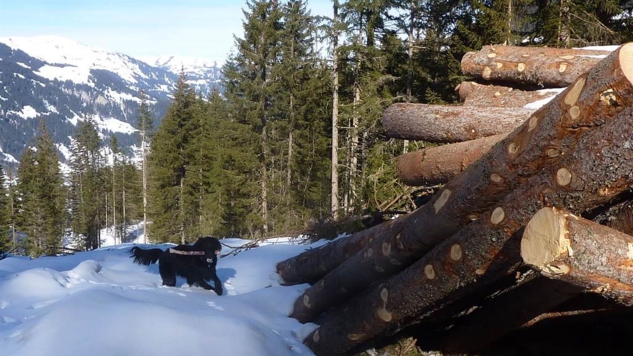 Photo of Others in Lenk