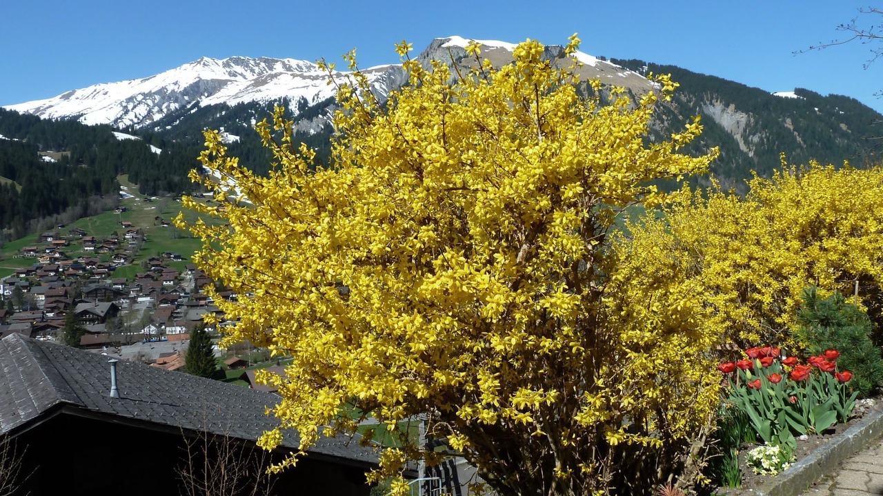 Photo of Outdoor in Lenk