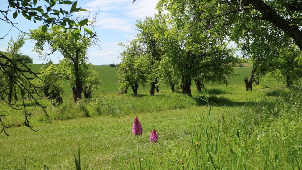 Photo of Others in Montastruc