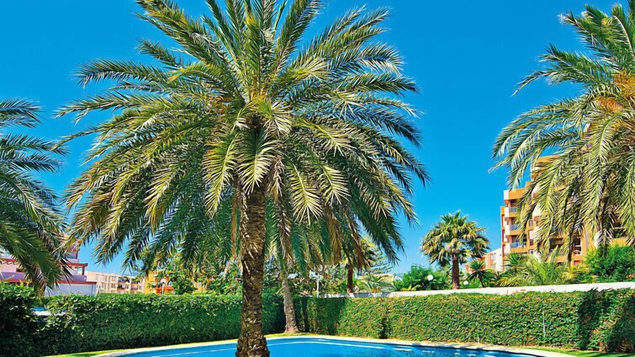 Photo of Others in Platja de l'Arenal