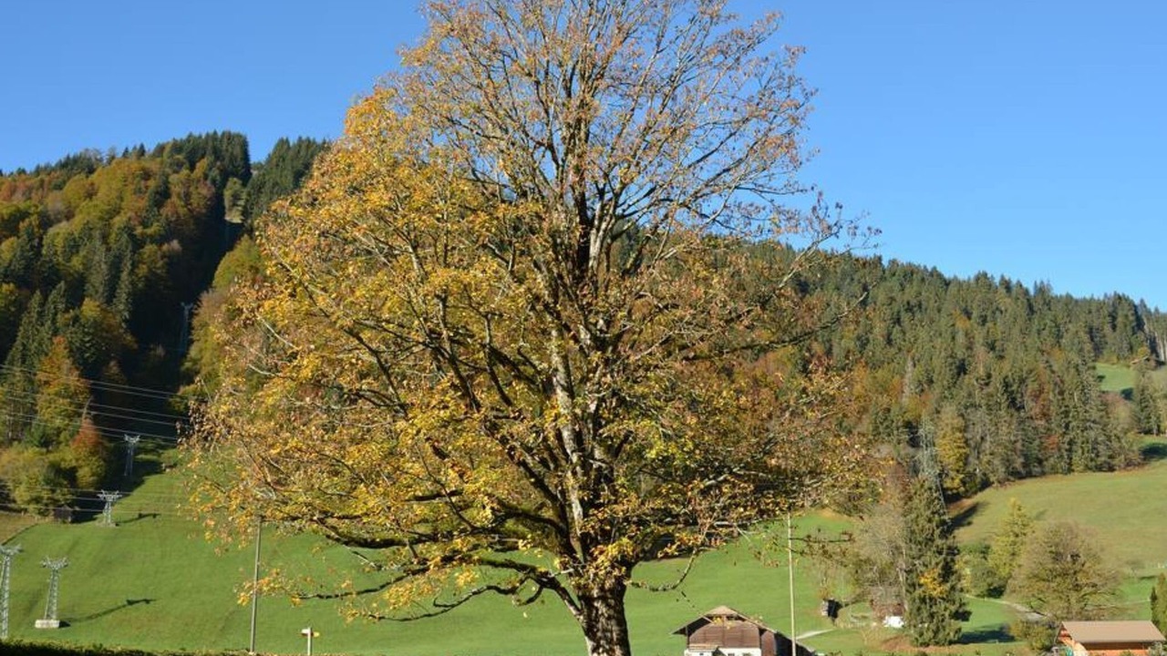 Photo of Others in Gstaad