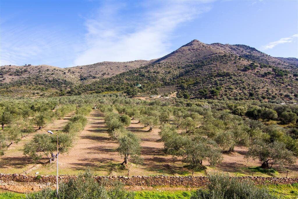 Photo of Outdoor in El Mas Oliva