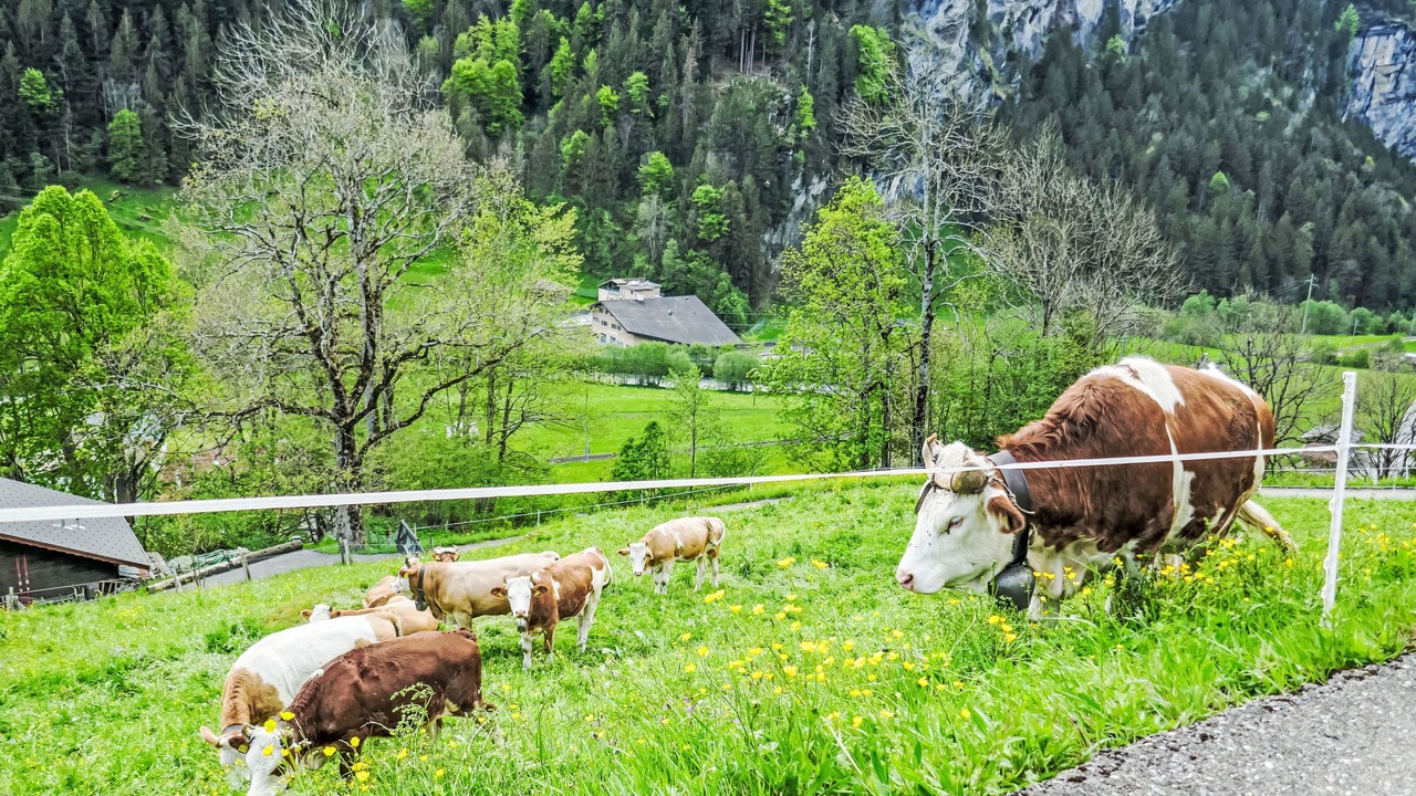 Photo of Others in Grindelwald