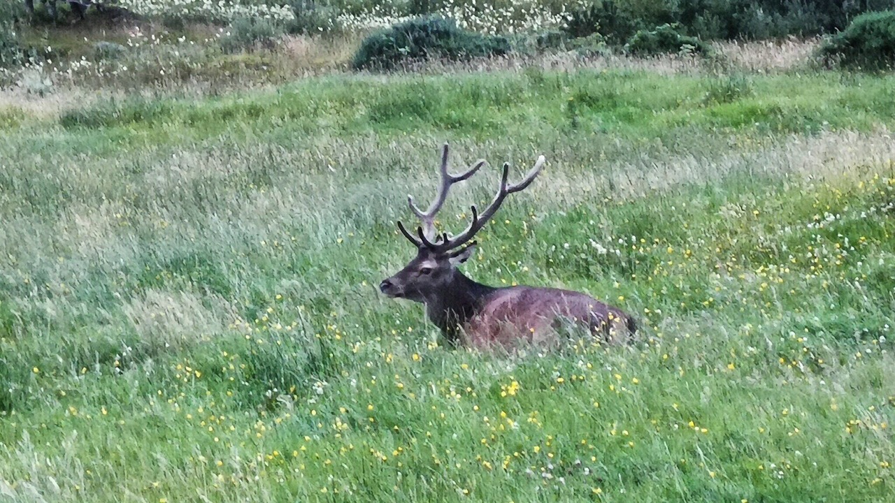 Photo of Others in Arisaig
