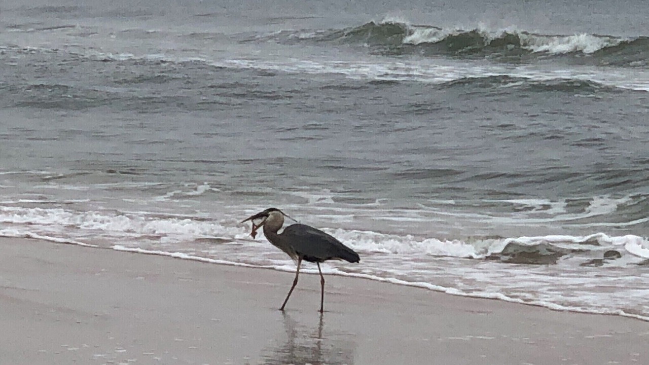 Photo of Others in Ormond-by-the-Sea