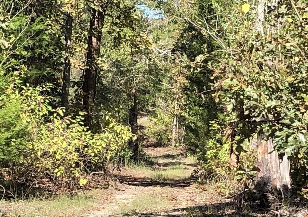Photo of Outdoor in Hawkins