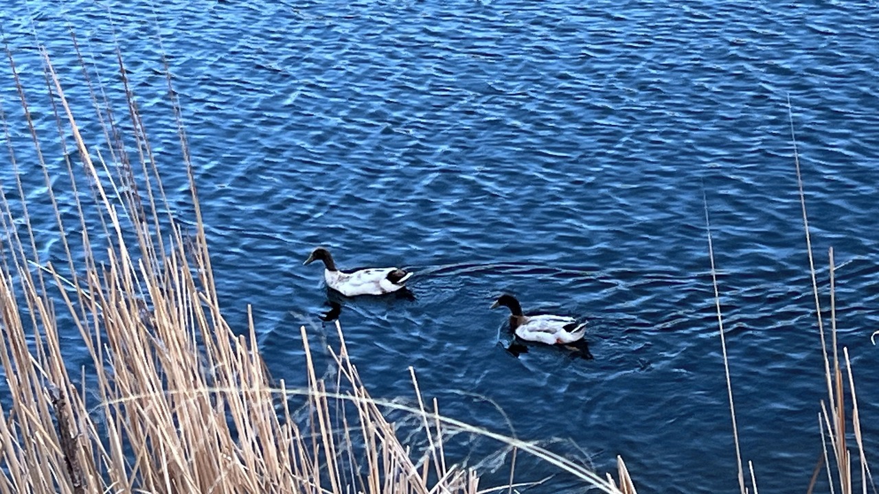 Photo of Outdoor in Ruidoso