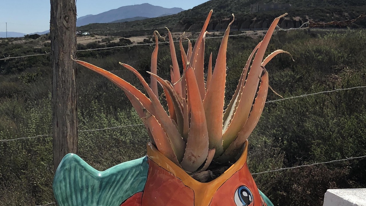 Photo of Others in Ensenada