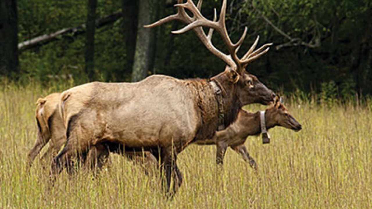 Photo of Others in Pinetop