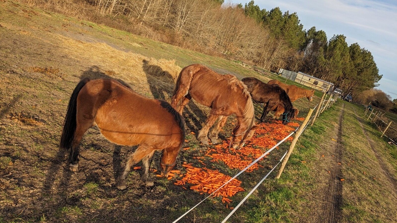 Photo of Others in Belin-Beliet