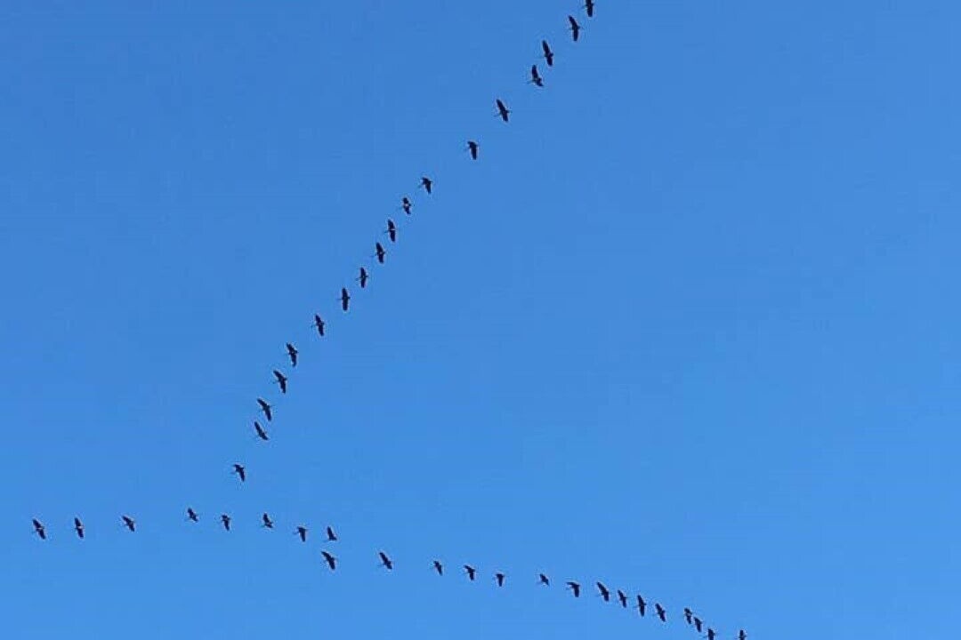 Photo of Others in Belin-Beliet