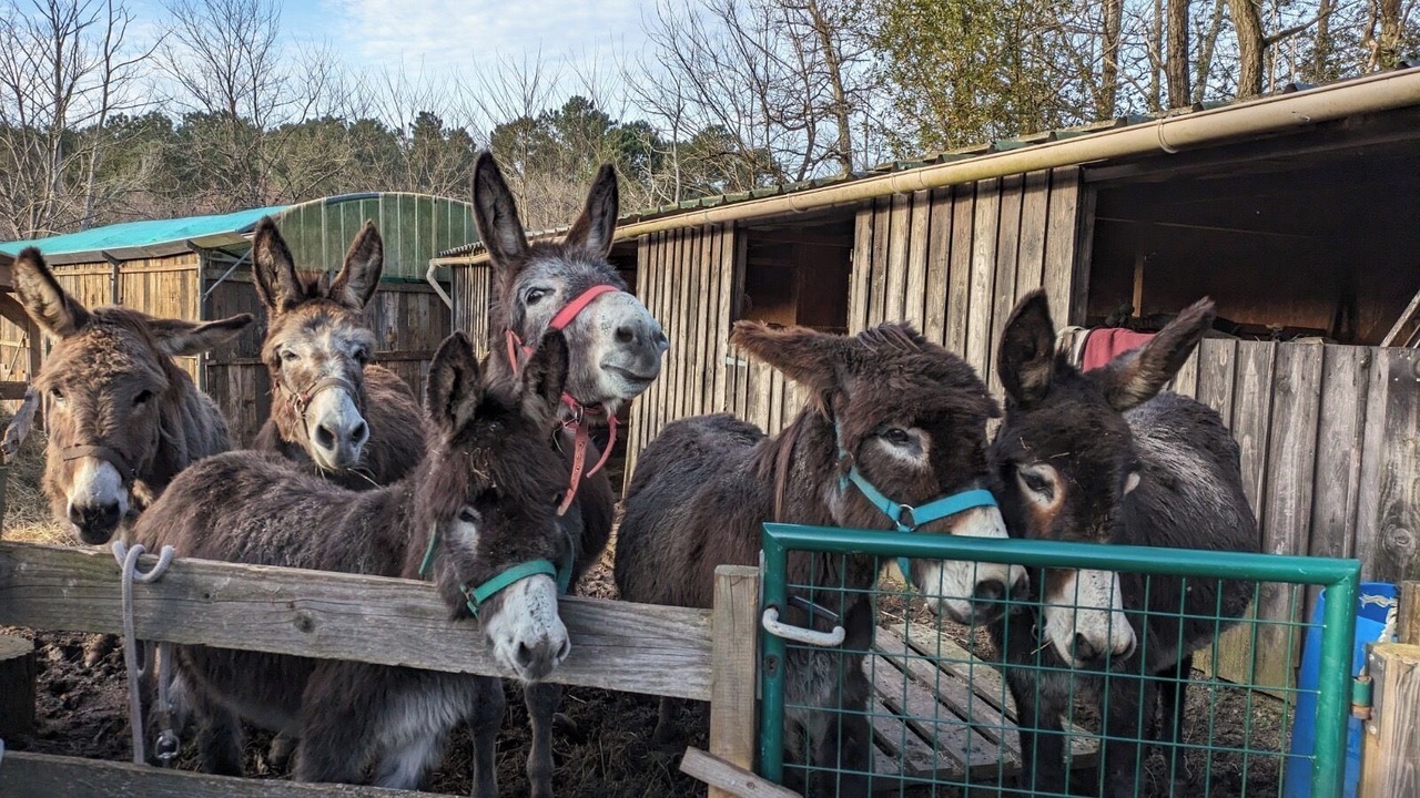 Photo of Others in Belin-Beliet