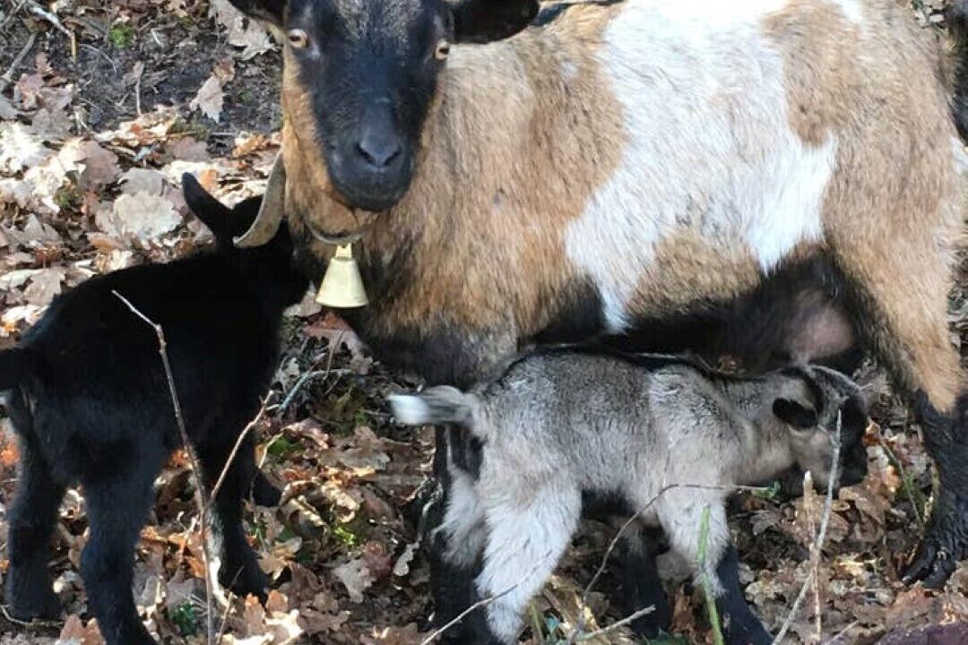 Photo of Outdoor in Belin-Beliet