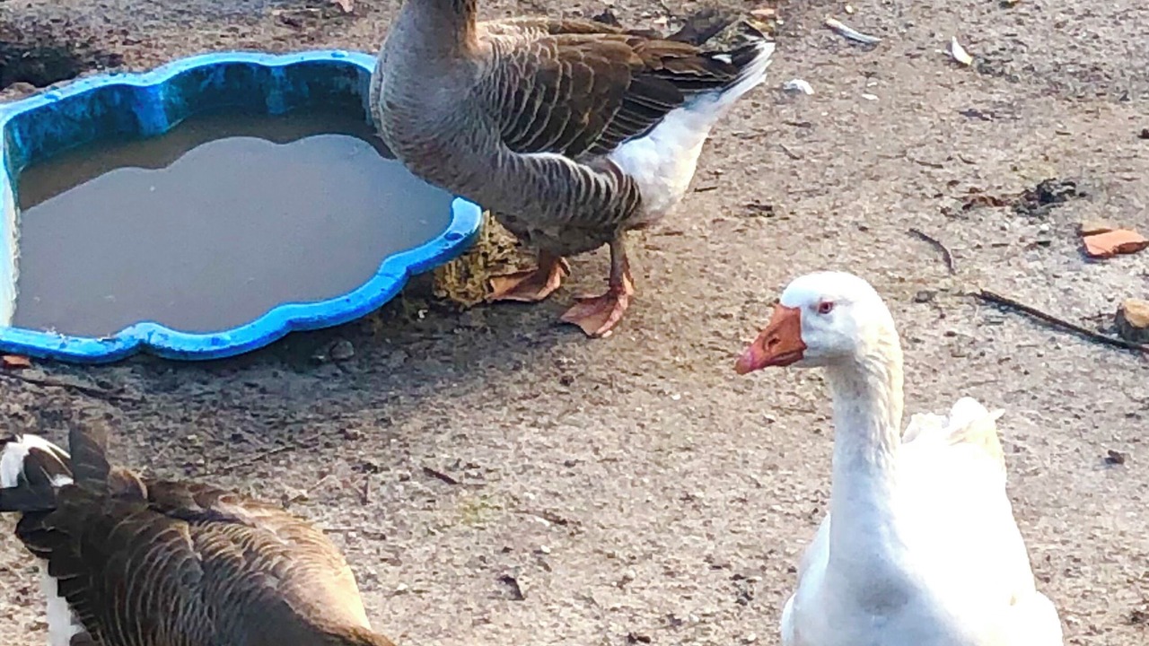 Photo of Others in Belin-Beliet