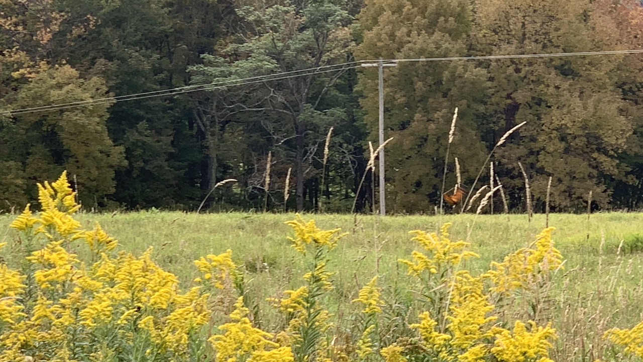 Photo of Others in Callicoon Center