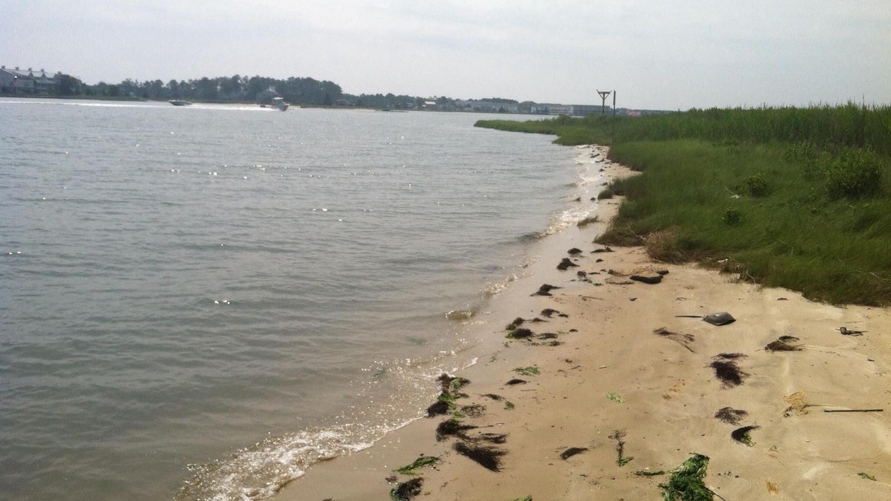 Photo of Others in Ocean View