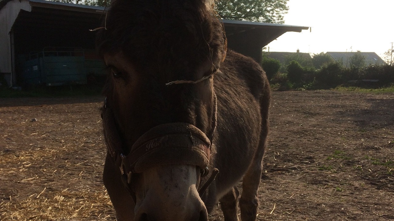 Photo of Outdoor in Acheux-en-Vimeu
