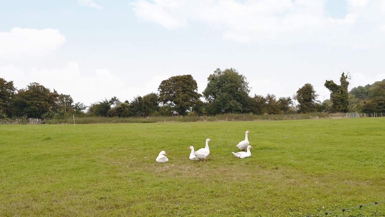 Photo of Others in Compton