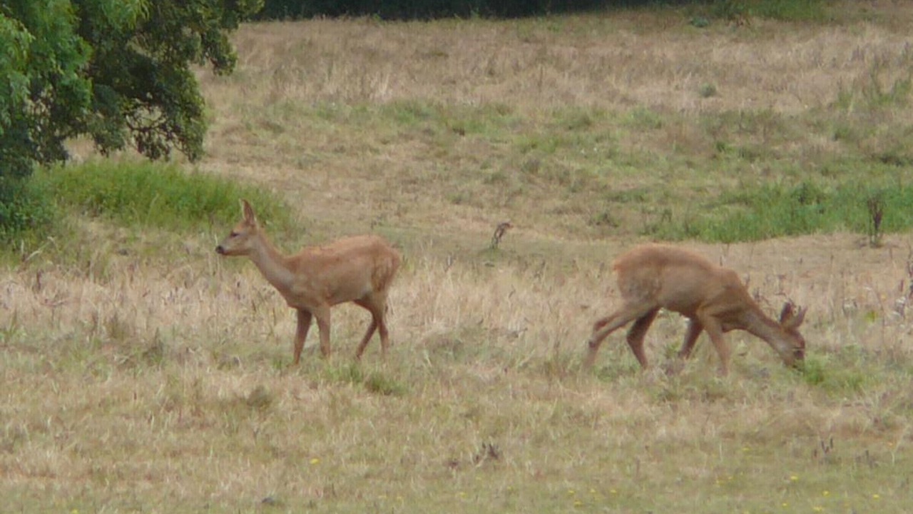 Photo of Others in Chailloue