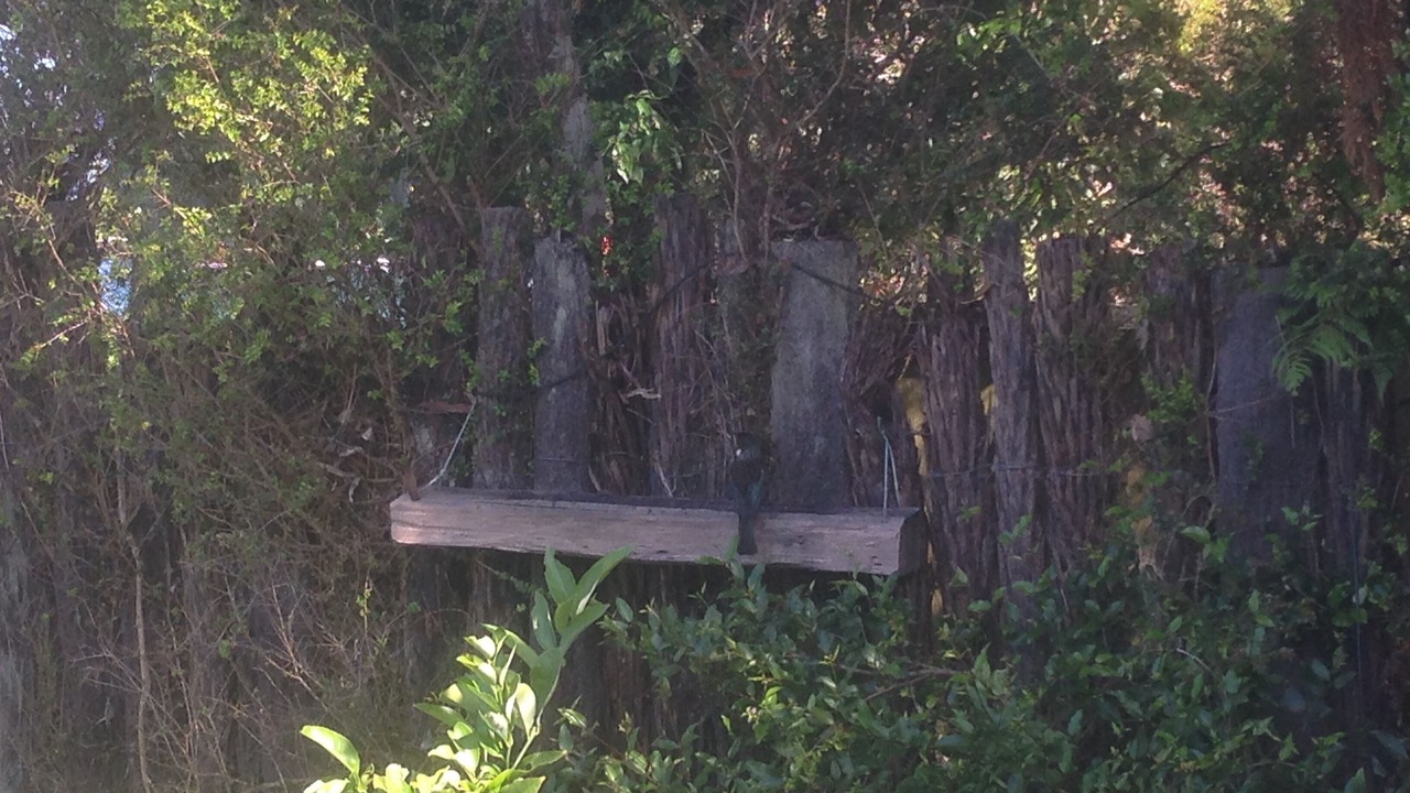 Photo of Others in Lake Tarawera