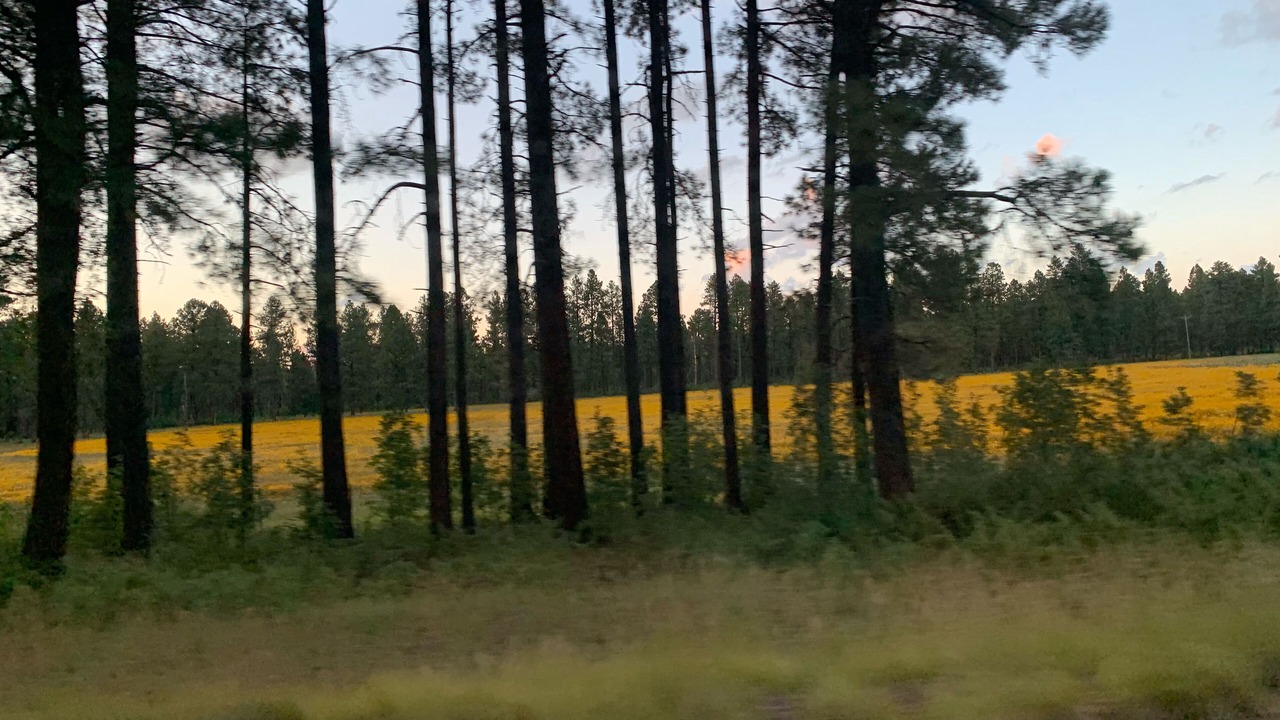 Photo of Others in Springerville