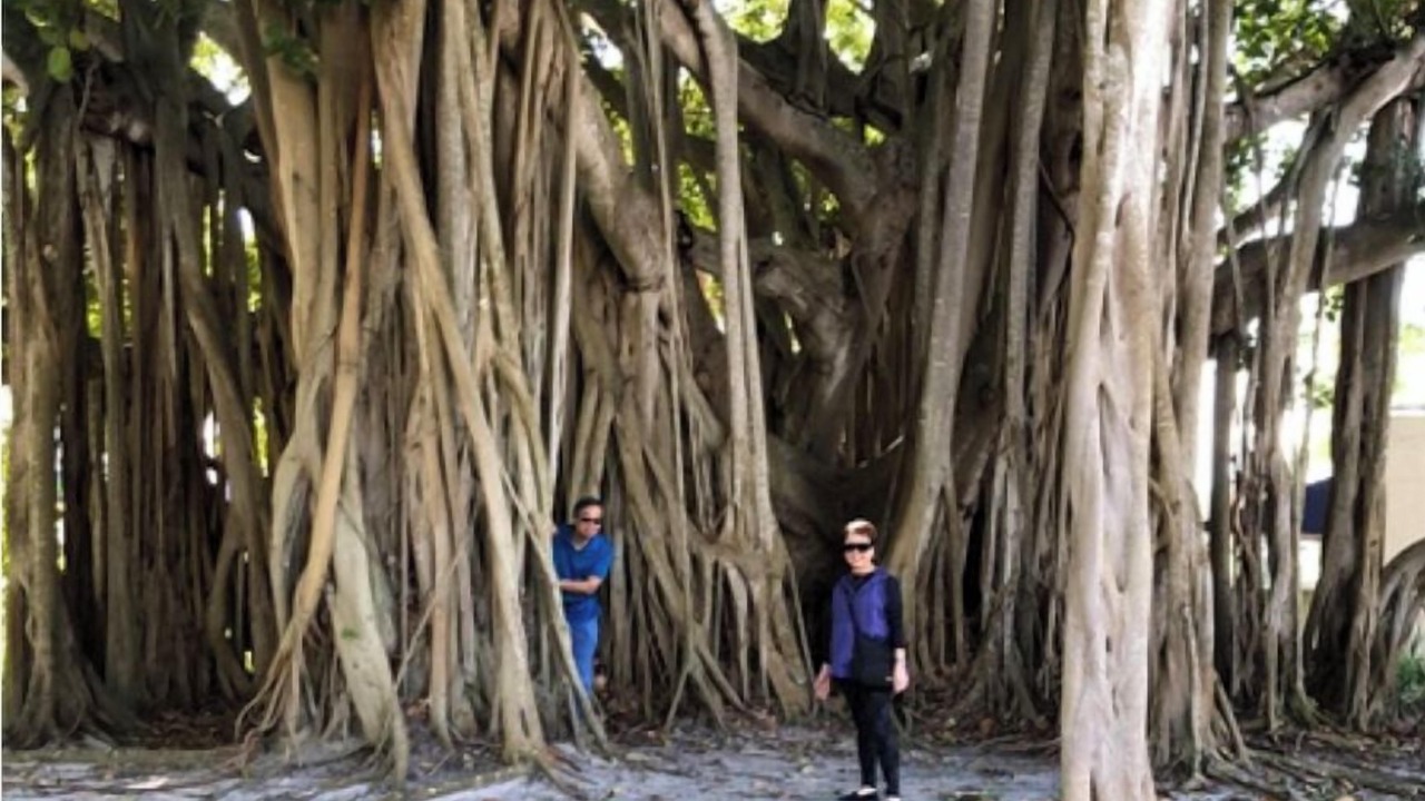 Photo of Others in Central Sarasota