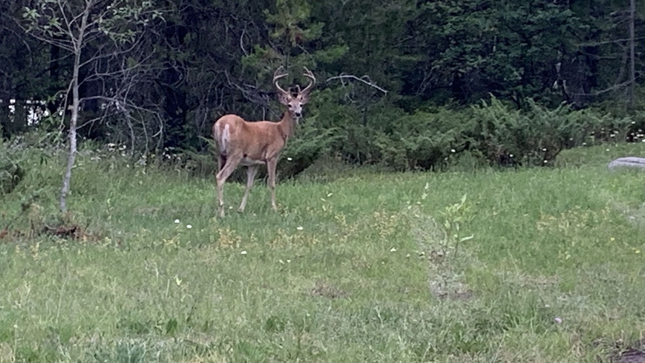 Photo of Outdoor in Coram