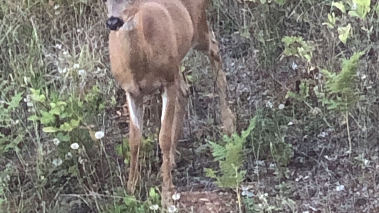 Photo of Outdoor in Marcola