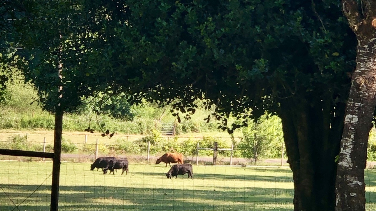 Photo of Outdoor in Marcola